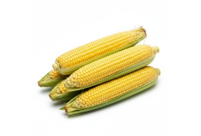Maize